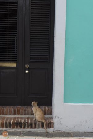 cat at the door